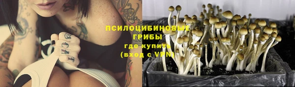 прущие грибы Армянск